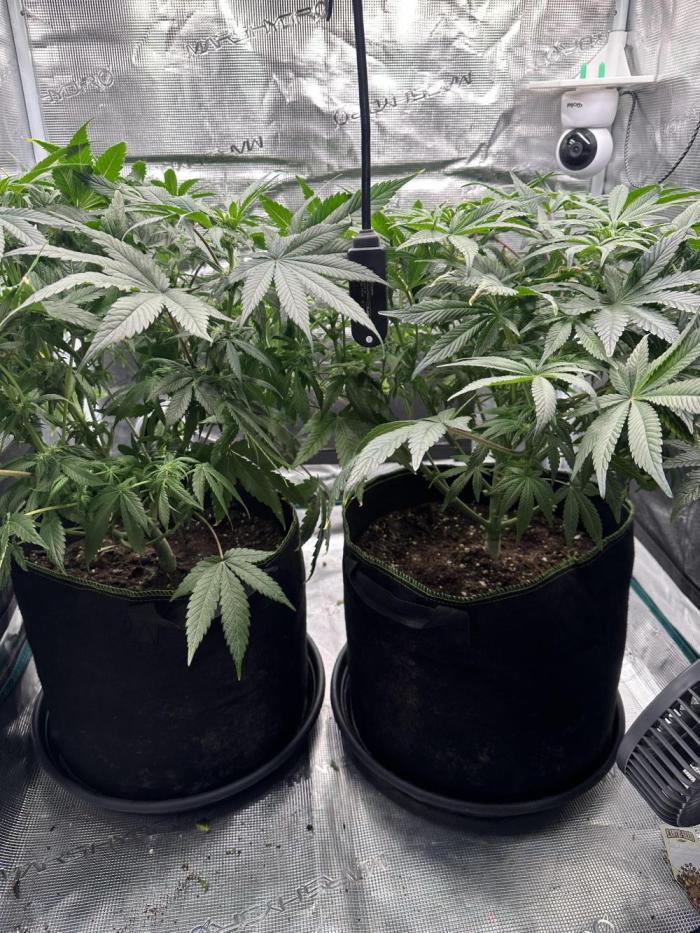 Exotic seed Black Lemon/ Honey Mints. Week 8 - Flowering has started