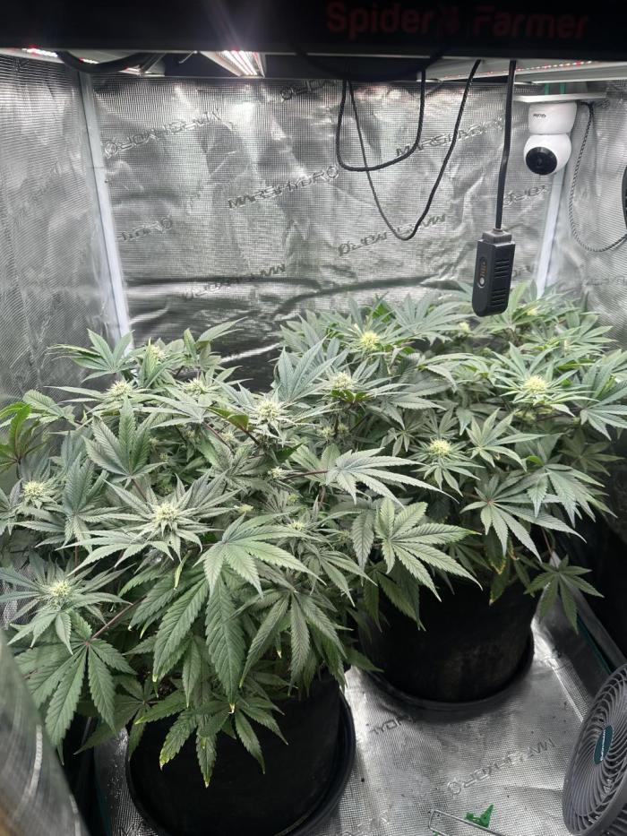 Exotic seed Black Lemon/ Honey Mints. Week 9