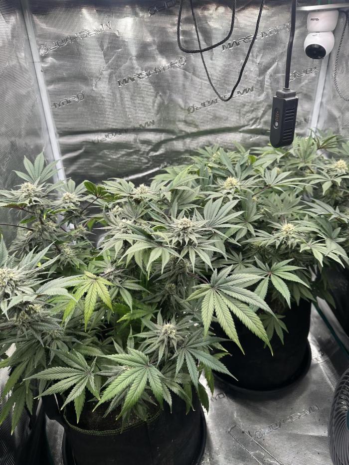 Exotic seed Black Lemon/ Honey Mints. Week 10
