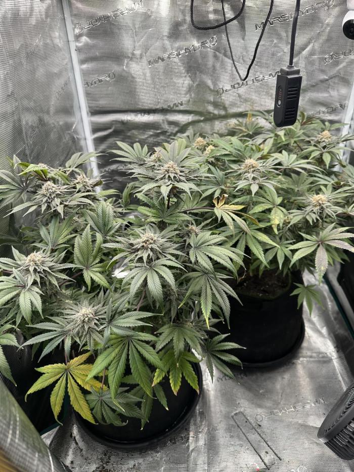 Exotic seed Black Lemon/ Honey Mints. Week 11