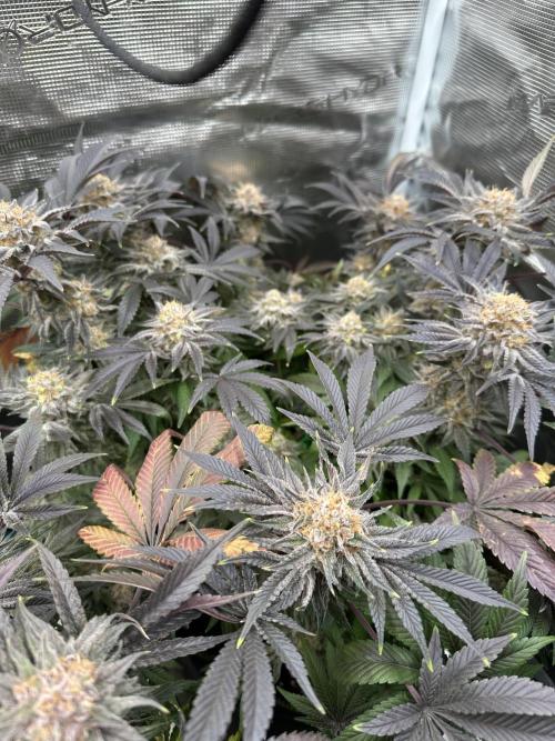 Exotic seed Black Lemon/ Honey Mints. Week 13 - Black Lemon