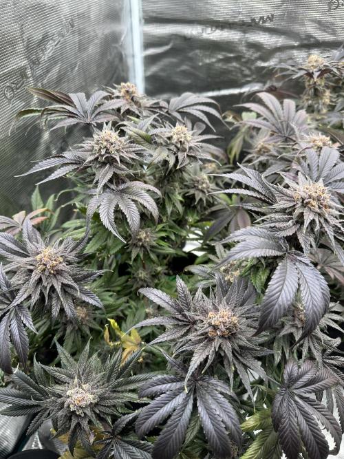 Exotic seed Black Lemon/ Honey Mints. Week 13 - Honey mintz