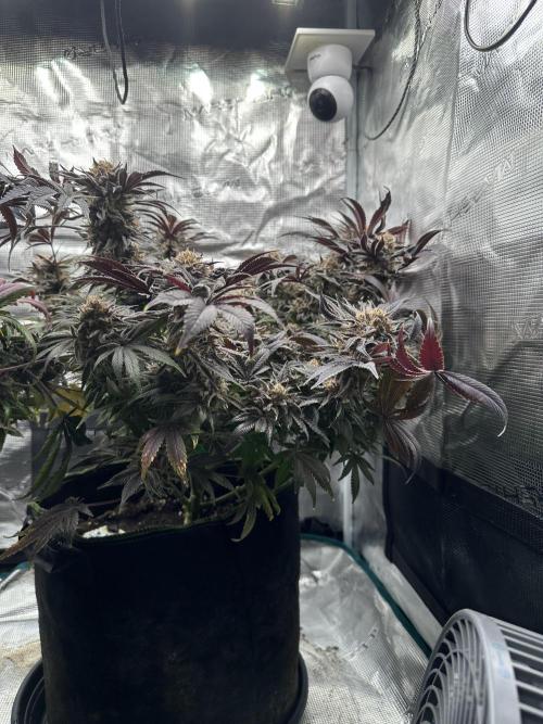 Exotic seed Black Lemon/ Honey Mints. Week 14 - Black lemon