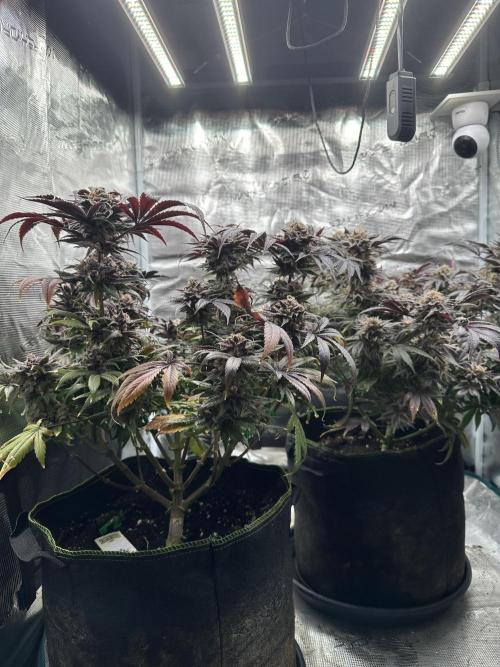 Exotic seed Black Lemon/ Honey Mints. Week 14 - Honey mintz 