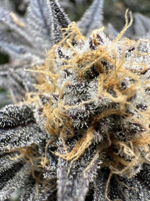 Exotic seed Black Lemon/ Honey Mints. Week 14