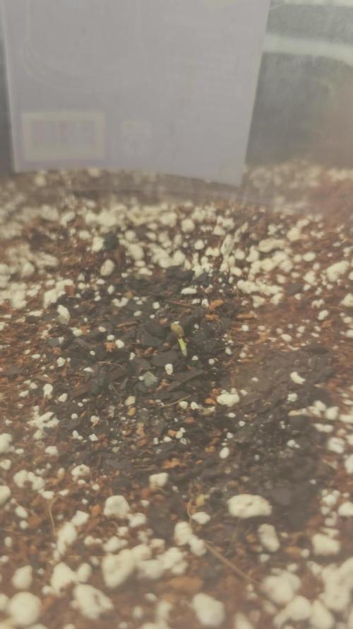 Blackberry Moonrock Auto