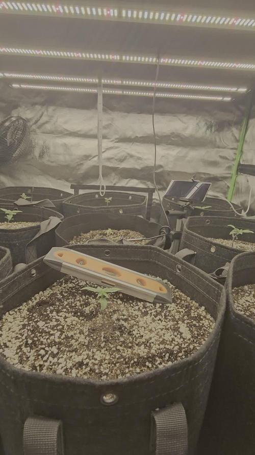 Blackberry Moonrock Auto