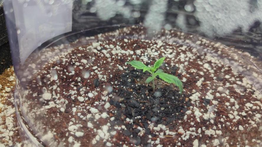 Blackberry Moonrock Auto