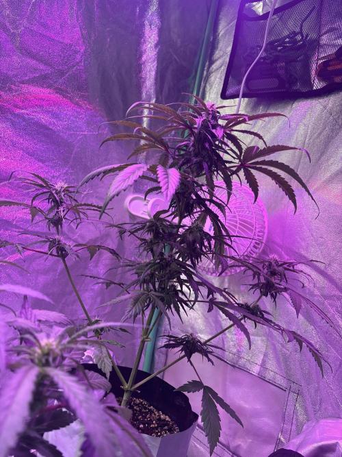 Feminized Auto Grow. Week 5 - Better picture of un-topped third plant under bloombeast