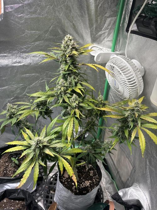 Feminized Auto Grow. Week 7
