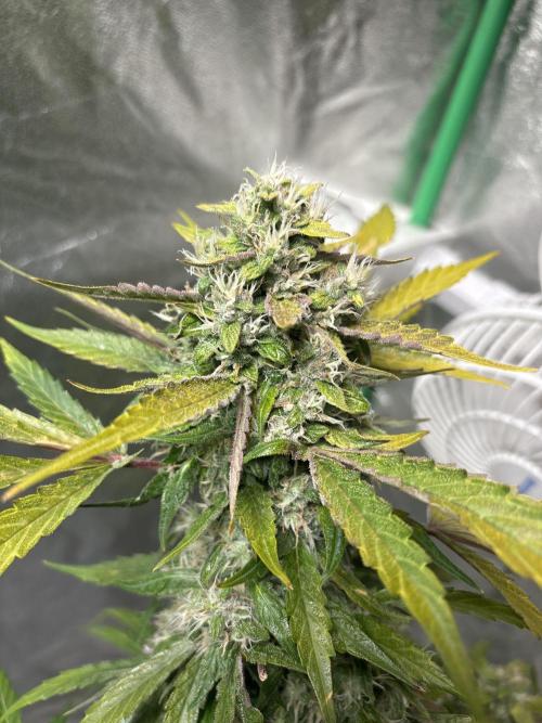 Feminized Auto Grow. Week 7