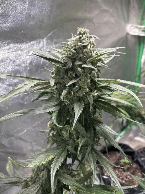 Feminized Auto Grow. Week 7