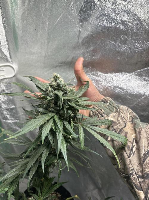 Feminized Auto Grow. Week 7