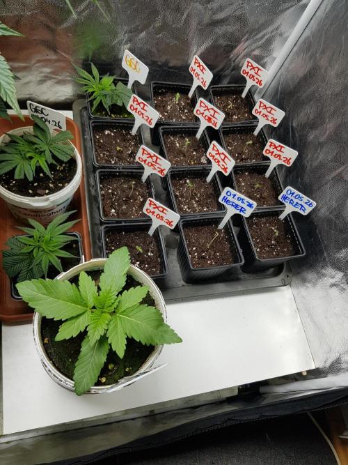 GreenHouseSeeds. Week 0 - DIE KLEINE VORNE IM YOGHURT TOPF
