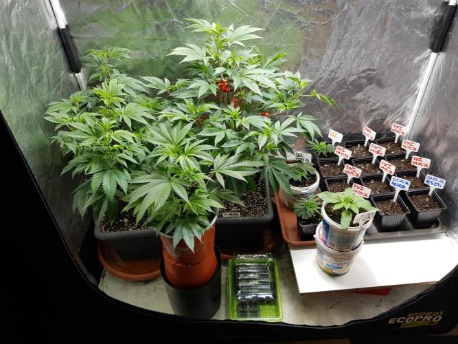GreenHouseSeeds. Week 0 - DIE KLEINE VORNE IM YOGHURT TOPF