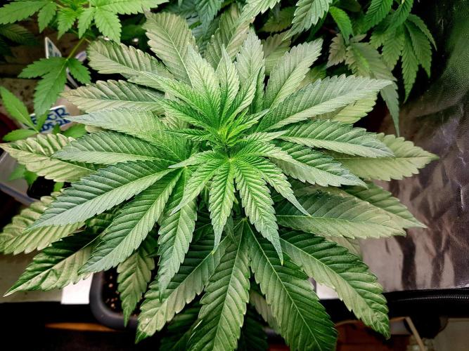 GreenHouseSeeds. Week 2