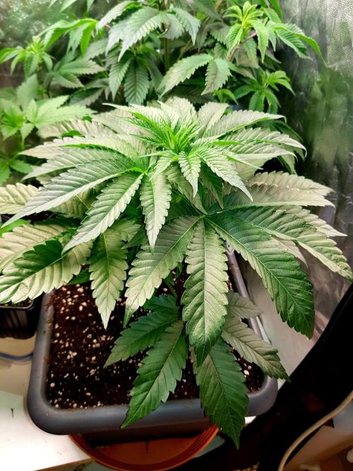 GreenHouseSeeds. Week 2