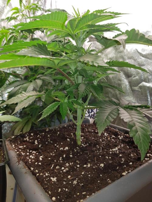 GreenHouseSeeds. Week 2