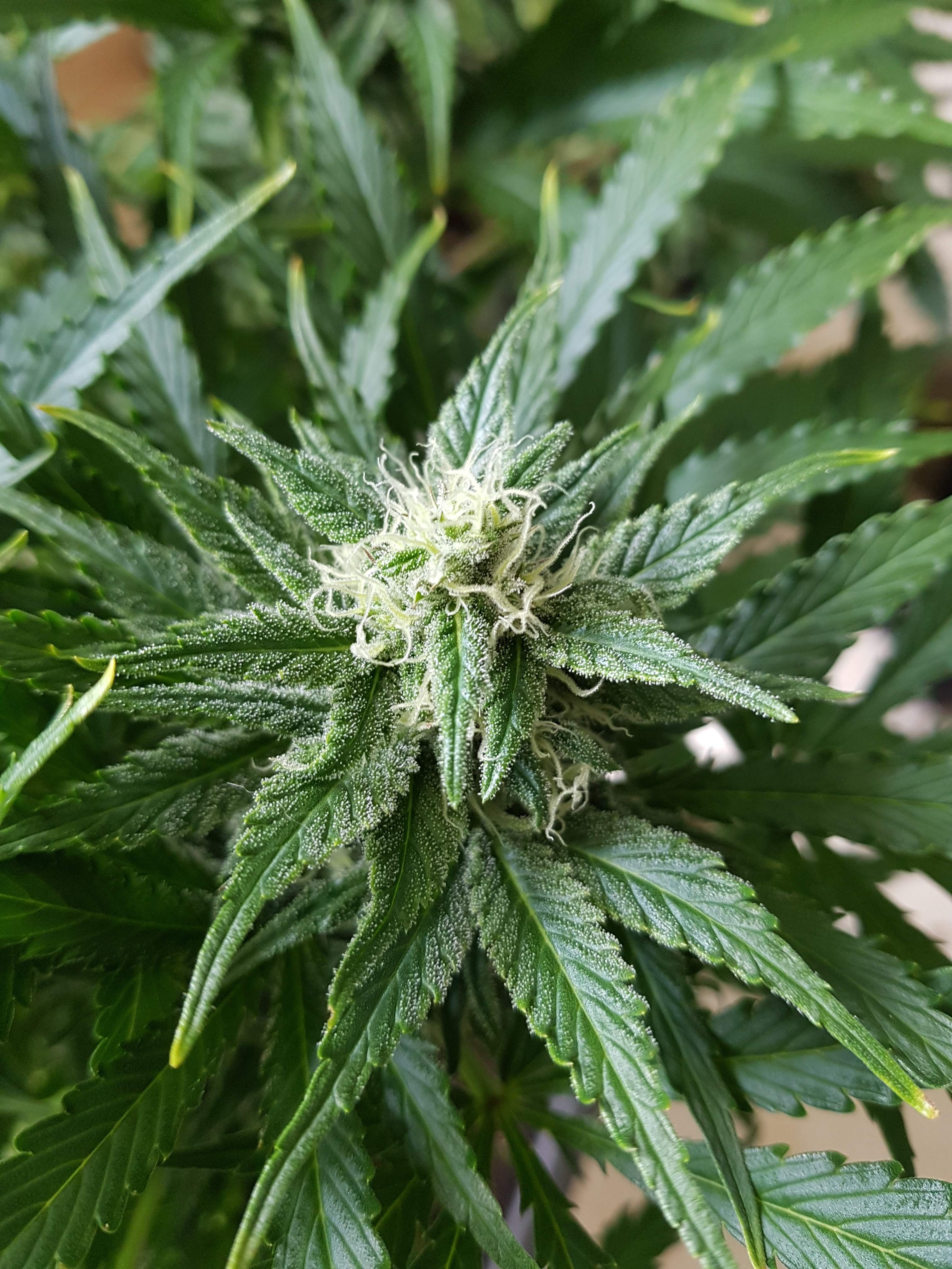 Fast Buds Grapefruit Auto grow diary (journal) week8 by NurseGreen23