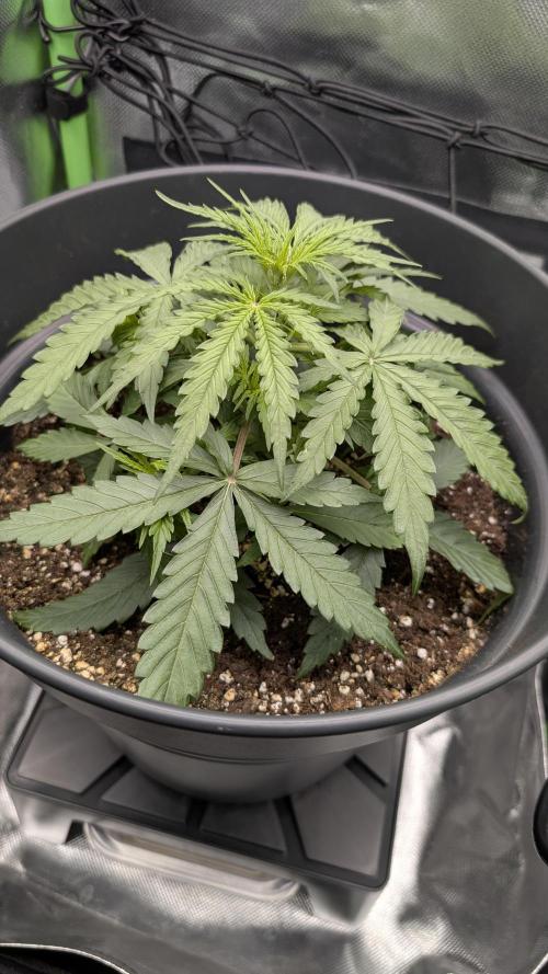 Choco Automatic Sensi Seeds. Week 3