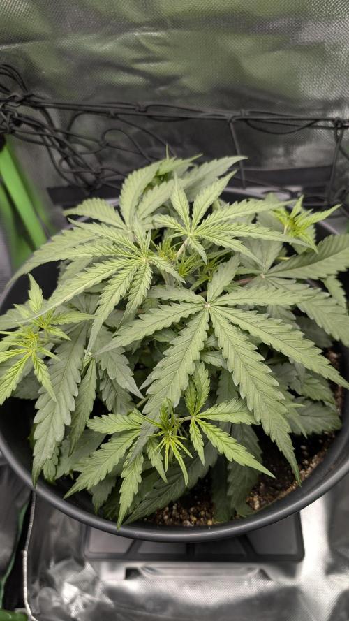 Choco Automatic Sensi Seeds. Week 3