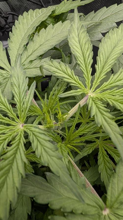 Choco Automatic Sensi Seeds. Week 3