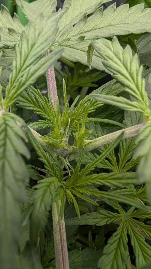 Choco Automatic Sensi Seeds. Week 3