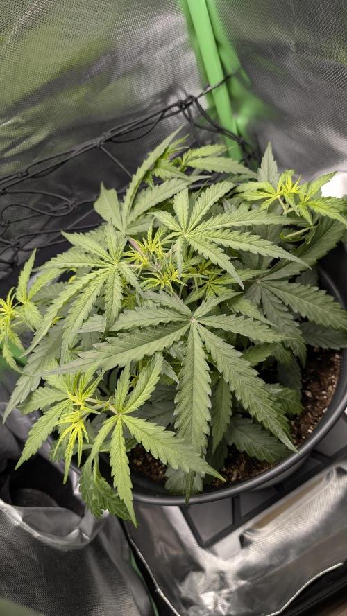 Choco Automatic Sensi Seeds. Week 3