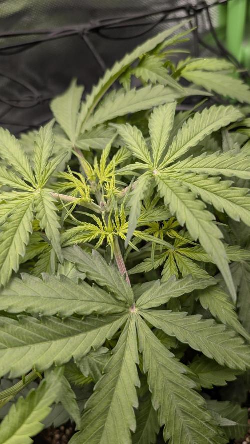 Choco Automatic Sensi Seeds. Week 3