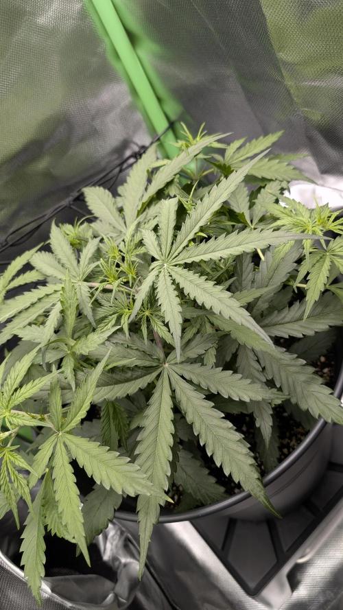 Choco Automatic Sensi Seeds. Week 3