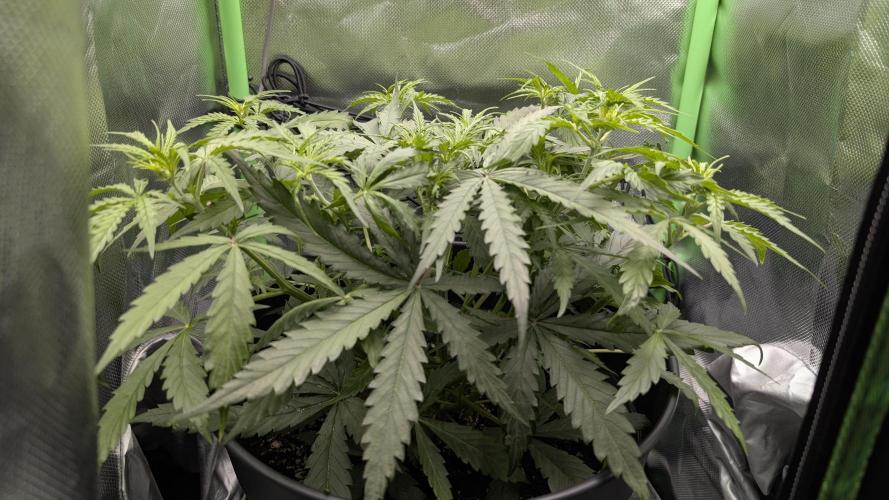 Choco Automatic Sensi Seeds. Week 5