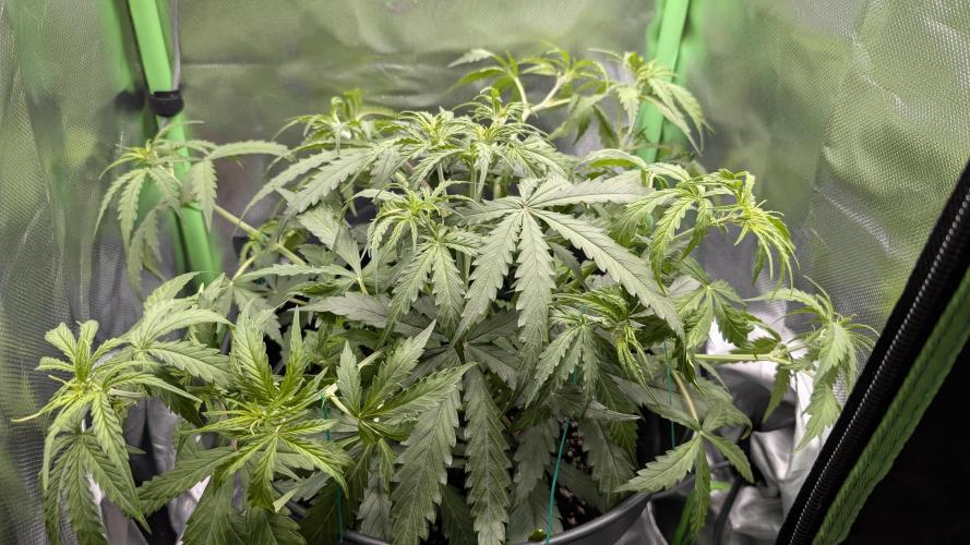 Choco Automatic Sensi Seeds. Week 5