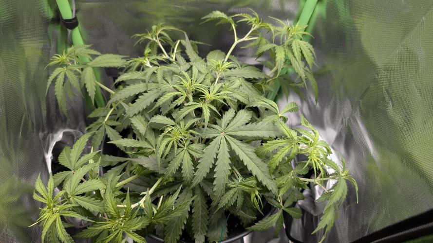 Choco Automatic Sensi Seeds. Week 5