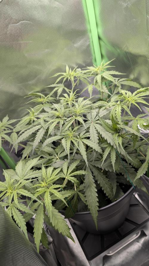 Choco Automatic Sensi Seeds. Week 5