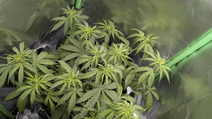 Choco Automatic Sensi Seeds. Week 5