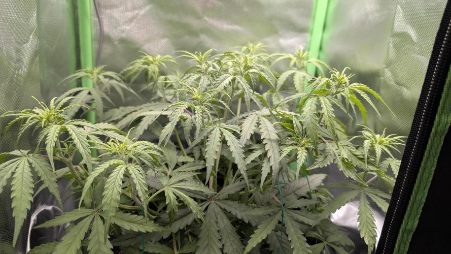 Choco Automatic Sensi Seeds. Week 5