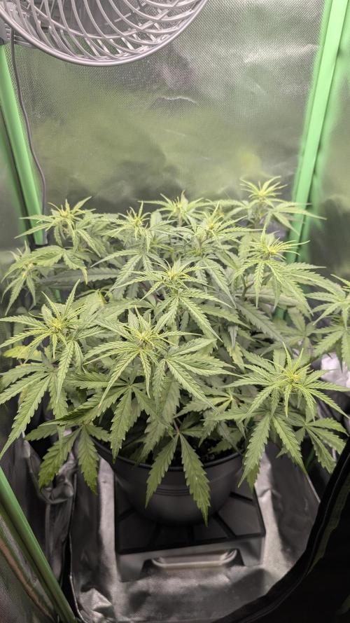 Choco Automatic Sensi Seeds. Week 5