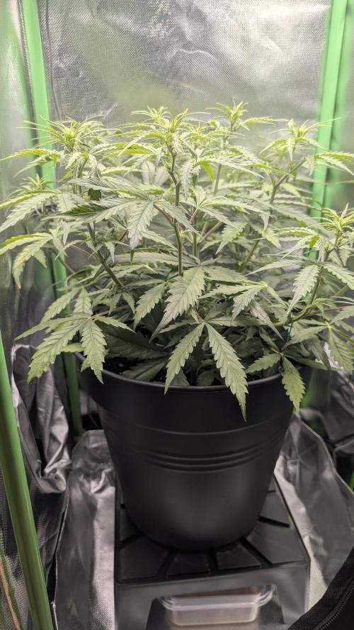 Choco Automatic Sensi Seeds. Week 5