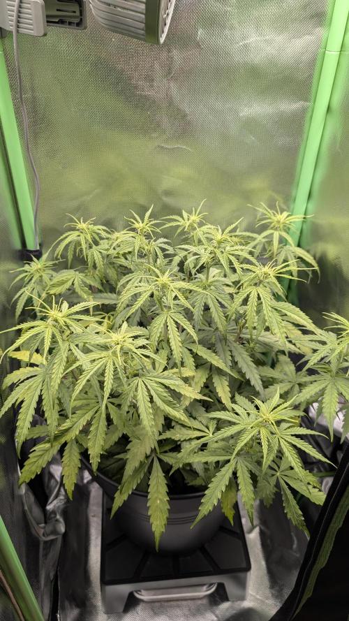 Choco Automatic Sensi Seeds. Week 5