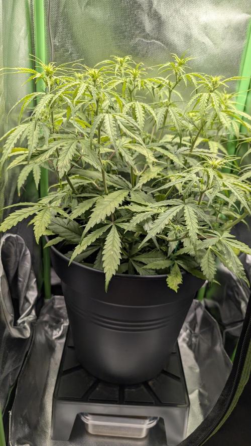 Choco Automatic Sensi Seeds. Week 5