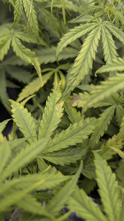 Choco Automatic Sensi Seeds. Week 5