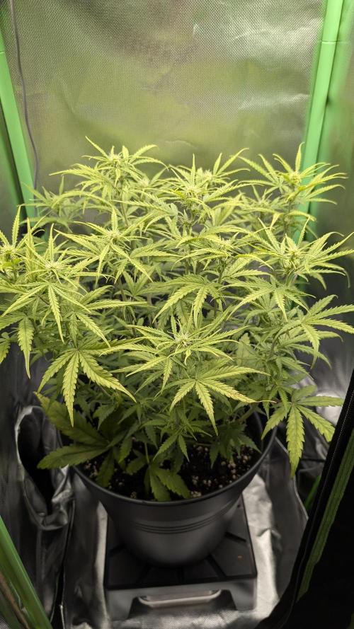 Choco Automatic Sensi Seeds. Week 6