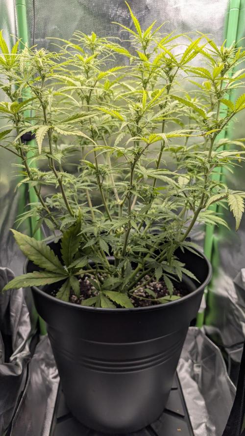 Choco Automatic Sensi Seeds. Week 6