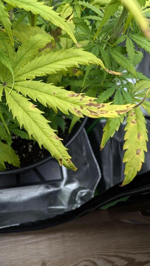 Choco Automatic Sensi Seeds. Week 6