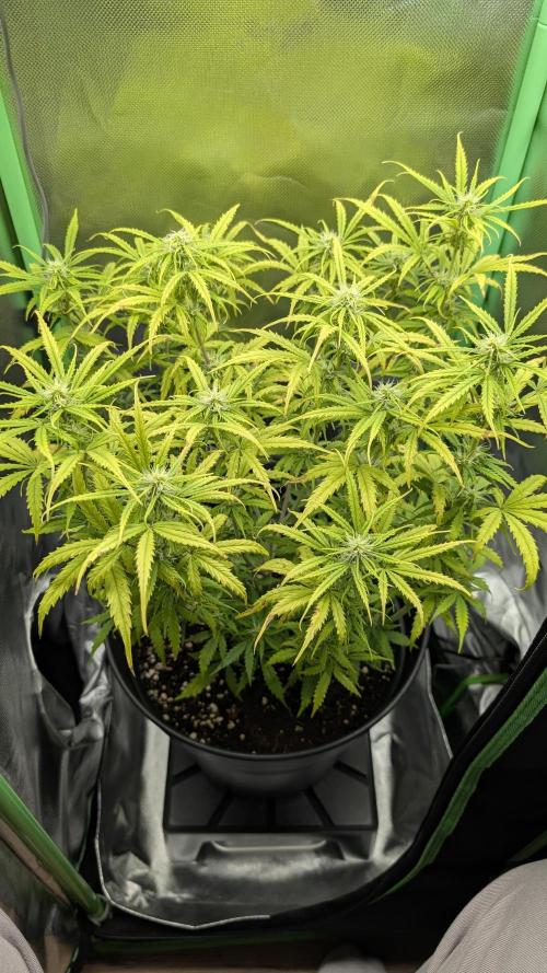 Choco Automatic Sensi Seeds. Week 6