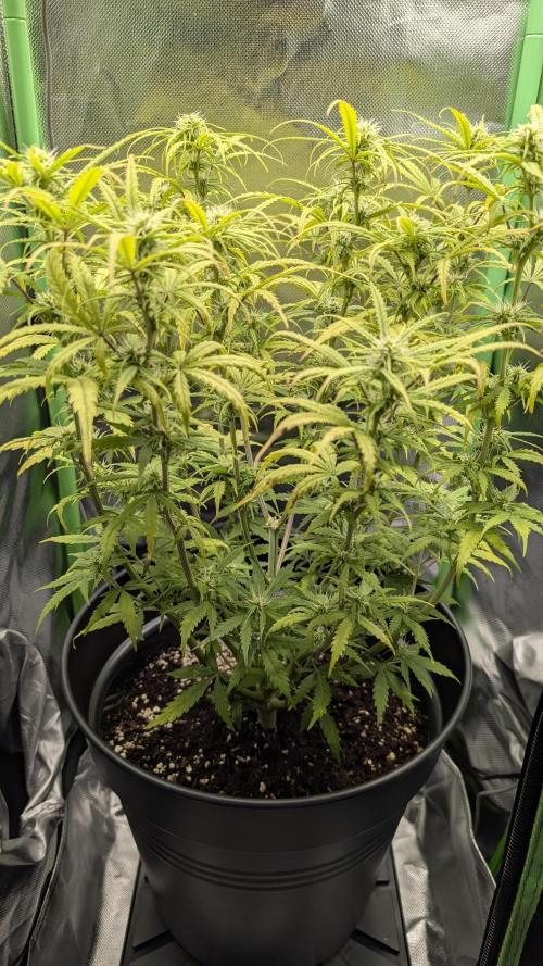 Choco Automatic Sensi Seeds. Week 6