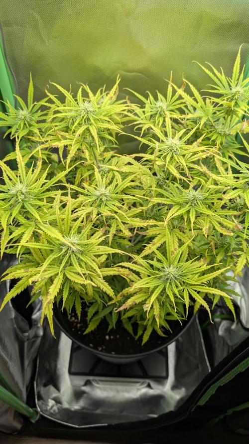 Choco Automatic Sensi Seeds. Week 6