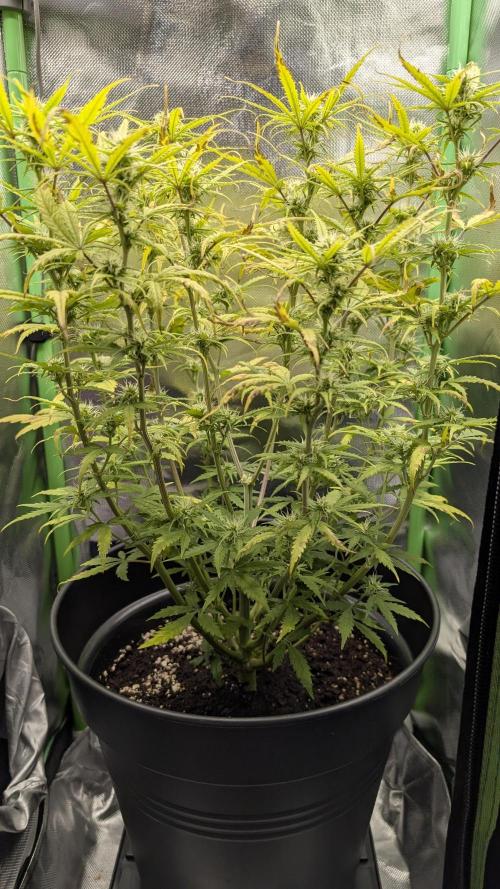 Choco Automatic Sensi Seeds. Week 6