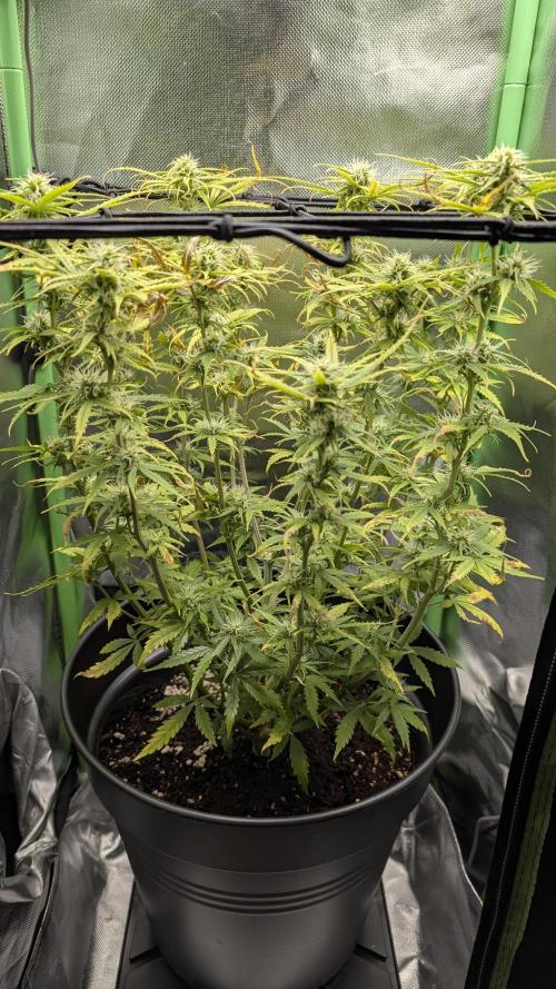 Choco Automatic Sensi Seeds. Week 6