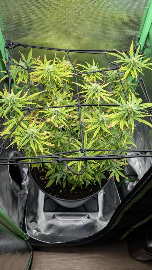 Choco Automatic Sensi Seeds. Week 6